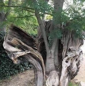 Meet your Posher, Denise